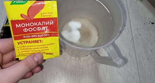 100% результат. Элементарный метод выращивания замиокулькаса из листа: у всех получается