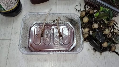 100% результат. Элементарный метод выращивания замиокулькаса из листа: у всех получается