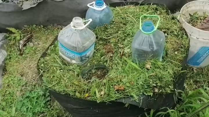 Даже холодной весной тыква, кабачок и огурец не замёрзнут: поставил, забыл на 3 дня — всё проросло!