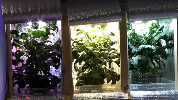 Обман садоводов и огородников. Не ведитесь на фитолампы — купите обычную лампочку