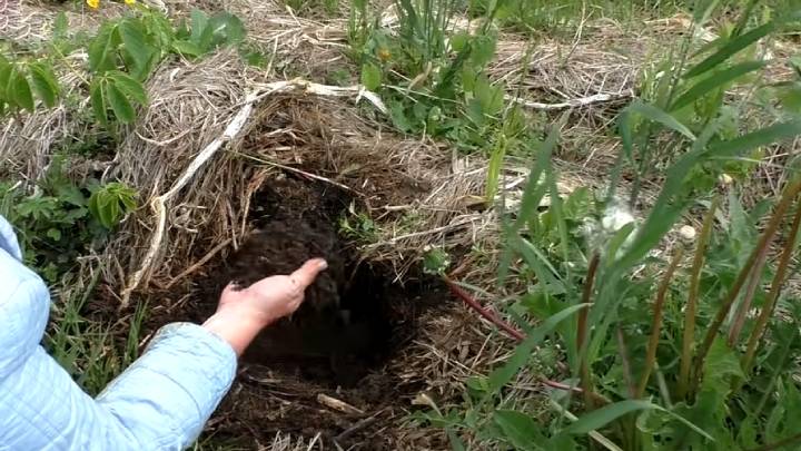 Была глина, стала — пух! Умный подход к земледелию без перекопок
