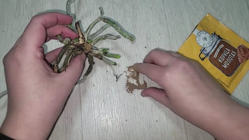Схема восстановления орхидеи, которая потеряла все листья