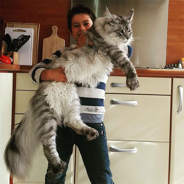 Мейн-куны — гигантские котята с самым мягким характером