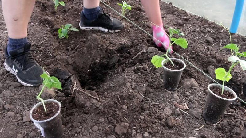 5 отличных ультраранних сортов огурцов для выращивания в теплице и открытом грунте