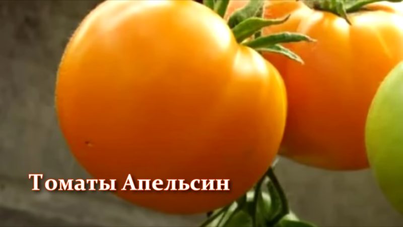 Ультраранние и ранние сорта и гибриды томатов, которые завалят урожаем