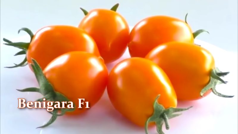 Ультраранние и ранние сорта и гибриды томатов, которые завалят урожаем