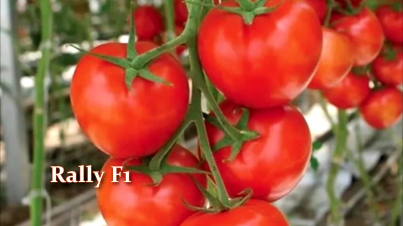 Ультраранние и ранние сорта и гибриды томатов, которые завалят урожаем