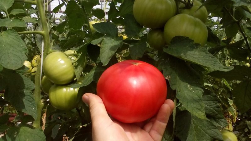 Ультраранние и ранние сорта и гибриды томатов, которые завалят урожаем