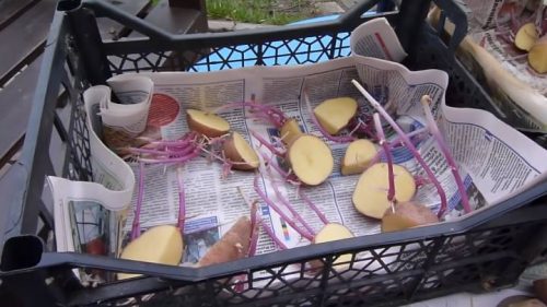 Китайский метод посадки картофеля, который в разы повышает урожайность