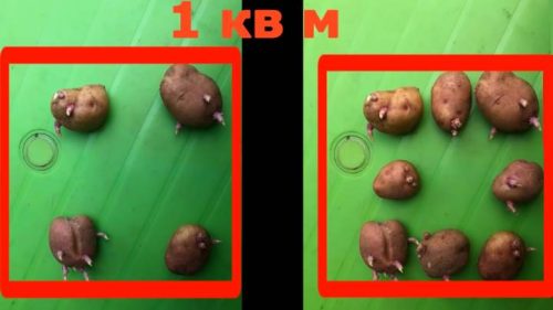Китайский метод посадки картофеля, который в разы повышает урожайность