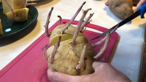 Китайский метод посадки картофеля, который в разы повышает урожайность