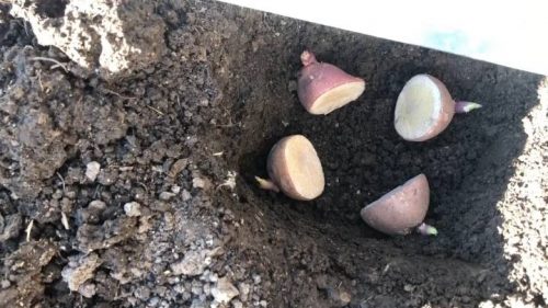 Китайский метод посадки картофеля, который в разы повышает урожайность