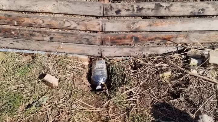 Одно удобрение для невообразимых урожаев! Жидкое чёрное золото