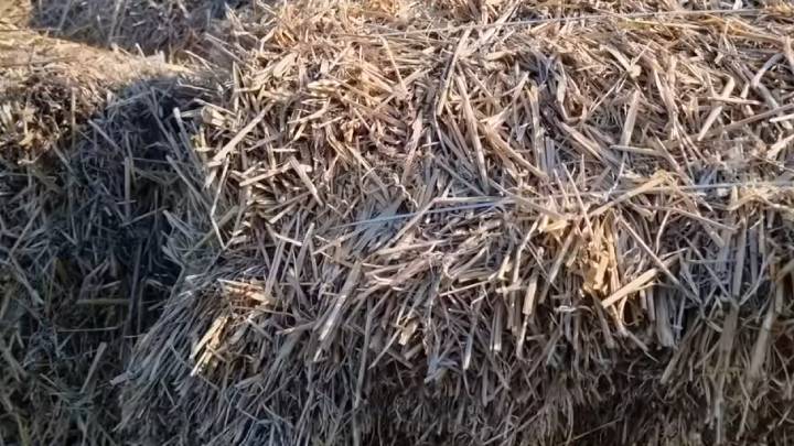 Одно удобрение для невообразимых урожаев! Жидкое чёрное золото