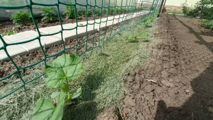 Всю жизнь сажаю огурцы семенами в грунт. Нюансы выращивания
