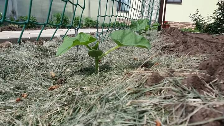Всю жизнь сажаю огурцы семенами в грунт. Нюансы выращивания