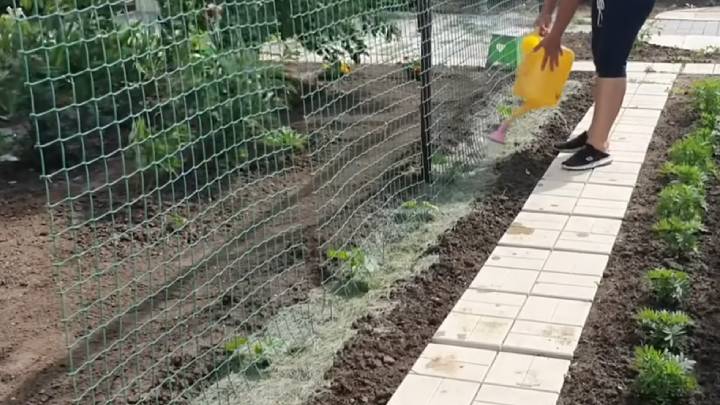 Всю жизнь сажаю огурцы семенами в грунт. Нюансы выращивания