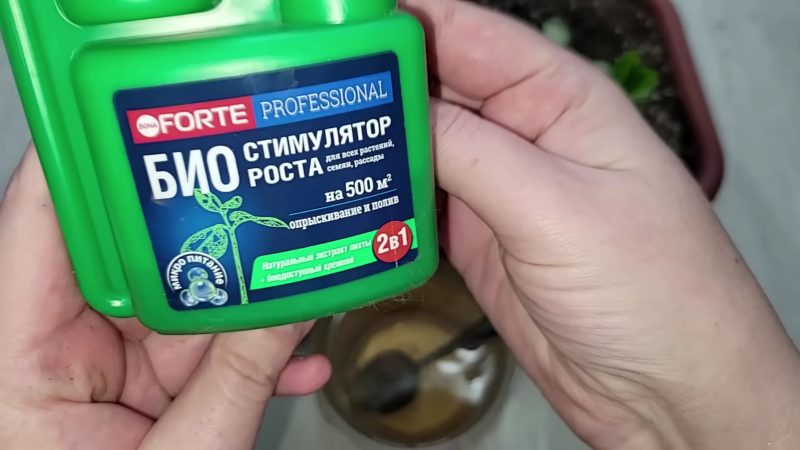 Таким способом замиокулькас укореняют в питомниках, результат 100%