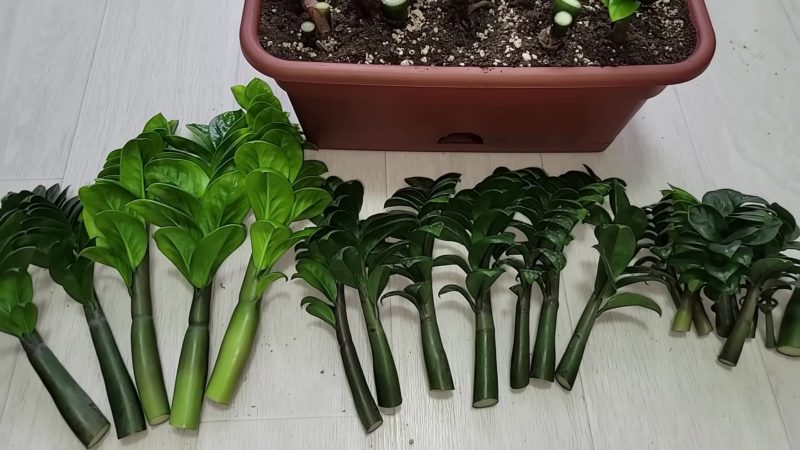 Таким способом замиокулькас укореняют в питомниках, результат 100%