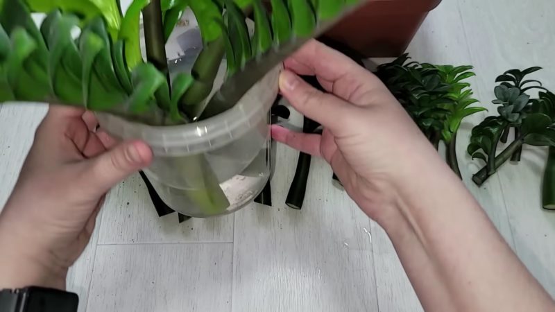 Таким способом замиокулькас укореняют в питомниках, результат 100%