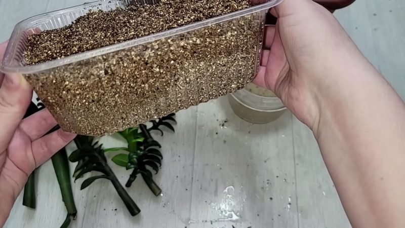 Таким способом замиокулькас укореняют в питомниках, результат 100%