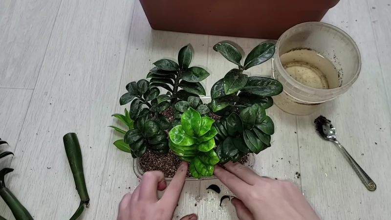 Таким способом замиокулькас укореняют в питомниках, результат 100%