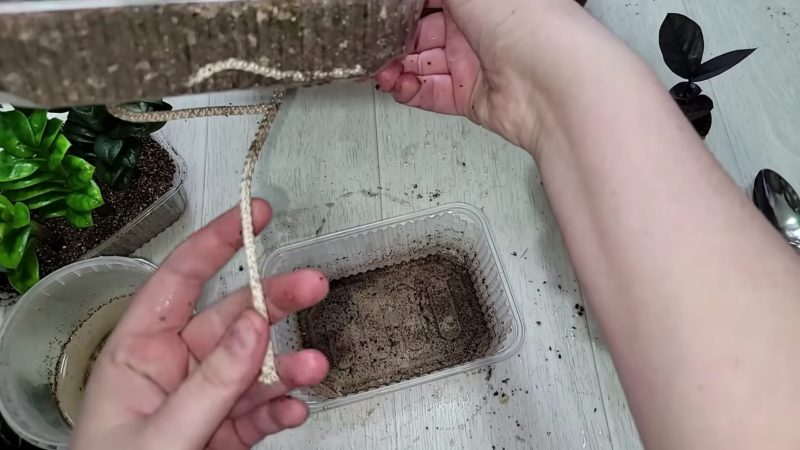 Таким способом замиокулькас укореняют в питомниках, результат 100%