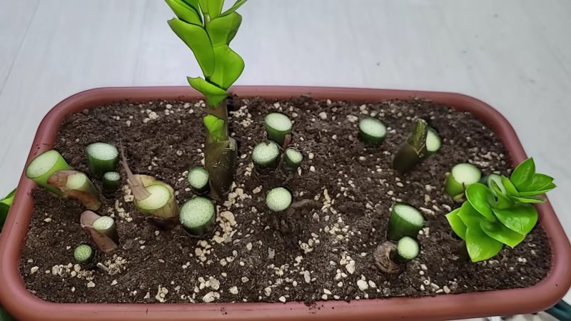 Таким способом замиокулькас укореняют в питомниках, результат 100%
