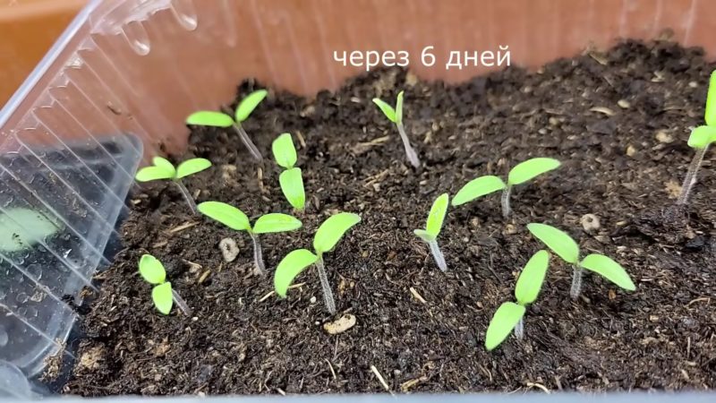 Основные правила выращивания рассады томатов для крепкой, здоровой рассады и отменного урожая