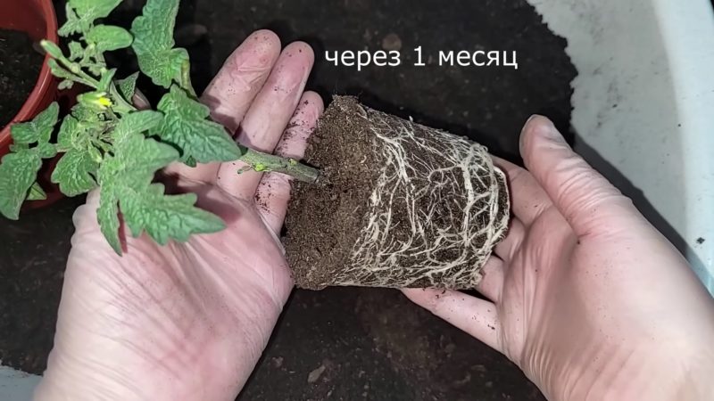 Основные правила выращивания рассады томатов для крепкой, здоровой рассады и отменного урожая