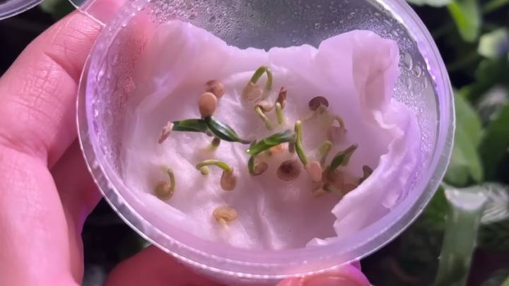 Для крепкой и дружной рассады! Прорастают даже старые семена