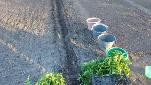 500 кг помидор с 2-х грядок, даже соседям раздаю. И всё лето без полива. Необычный, но действенный способ