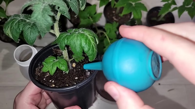 Два эффективных способа, которые помогут вырастить коренастую и толстенькую рассаду