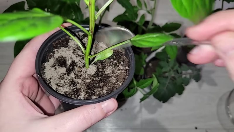 Два эффективных способа, которые помогут вырастить коренастую и толстенькую рассаду