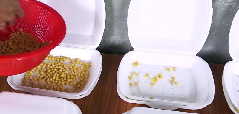 Полезная и вкусная микрозелень горошка в домашних условиях за 7 дней