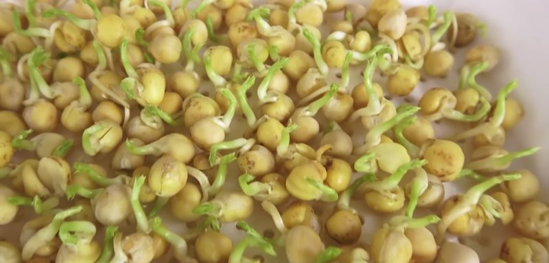Полезная и вкусная микрозелень горошка в домашних условиях за 7 дней