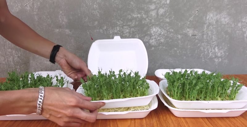 Полезная и вкусная микрозелень горошка в домашних условиях за 7 дней