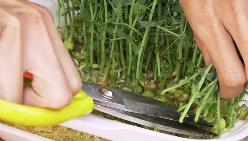 Полезная и вкусная микрозелень горошка в домашних условиях за 7 дней