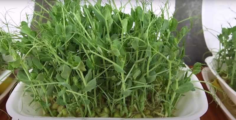 Полезная и вкусная микрозелень горошка в домашних условиях за 7 дней