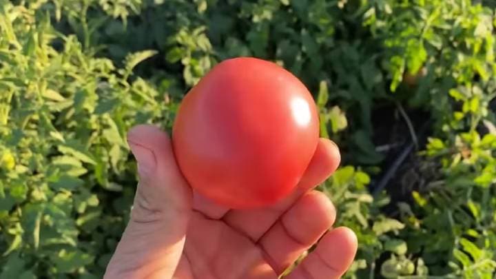 5 самых ранних сортов томата для открытого грунта. Эти сорта созрели первыми