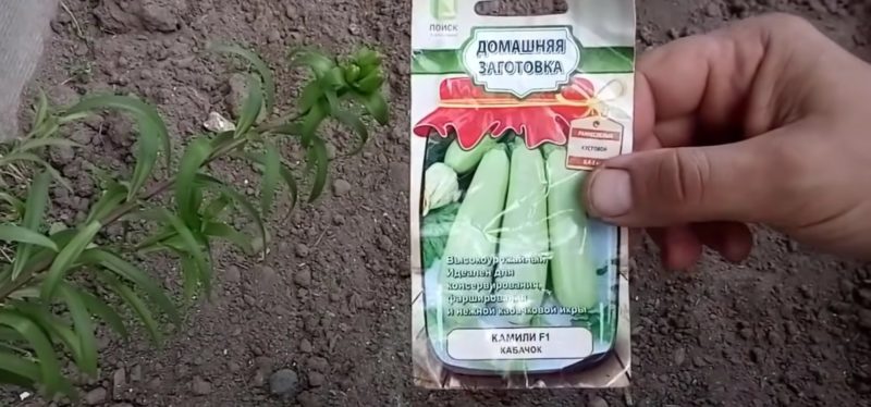 Эффективный способ посадки кабачков и огурцов с пластиковой бутылкой