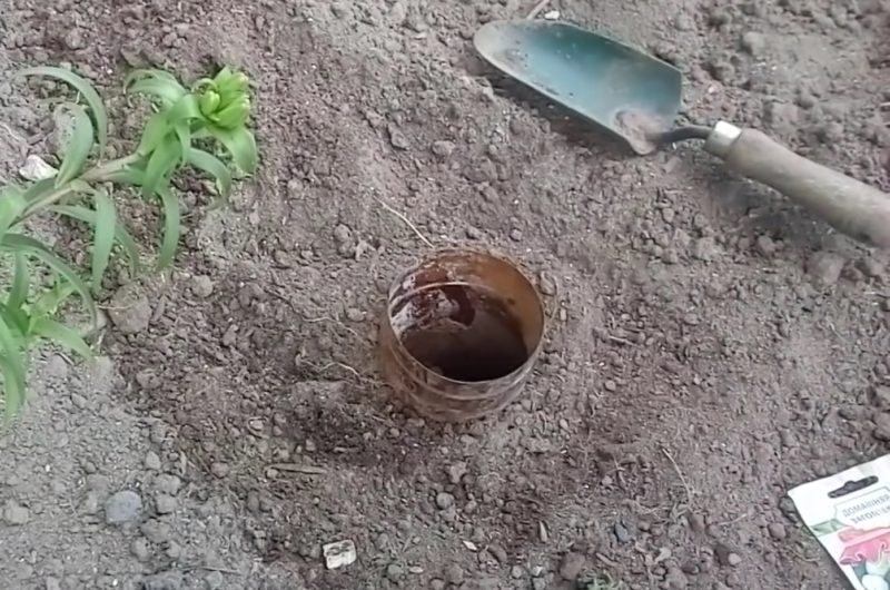 Эффективный способ посадки кабачков и огурцов с пластиковой бутылкой