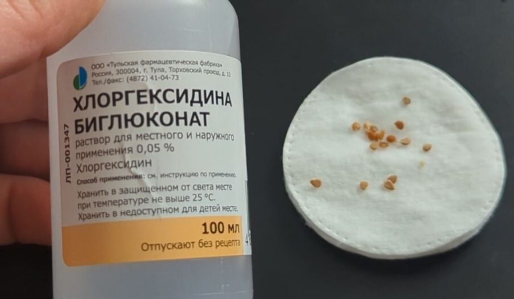 Делаю так с семенами за 1-2 месяца до посадки. Рассада томатов и перца никогда не болеет, а урожай на максимальном уровне