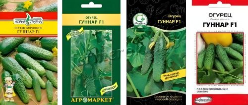 Собирала по 37 кг огурцов с 1 куста. Уже прикупила ещё семян на 2024 год