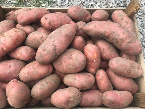 2 ведра с куста! Подруга посадила одно ведро, а выкопала 24 ведра отборной картошки