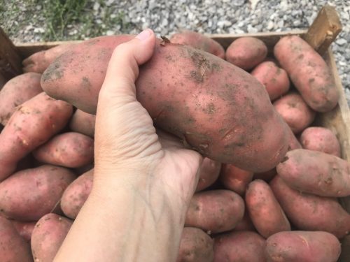2 ведра с куста! Подруга посадила одно ведро, а выкопала 24 ведра отборной картошки