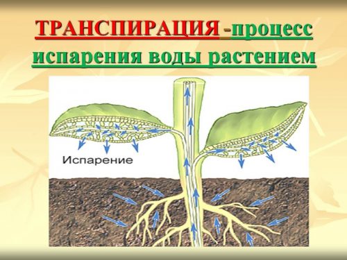 Деревья-осушители. Какие деревья посадить возле выгребной ямы, чтобы не откачивать ее минимум 10 лет