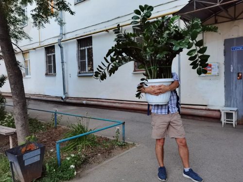 Год назад нашла на помойке огромное «долларовое дерево». Хотела продать за 3000 грн, но оставила себе. Что с ним стало теперь?
