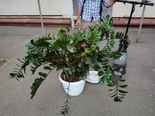Год назад нашла на помойке огромное «долларовое дерево». Хотела продать за 3000 грн, но оставила себе. Что с ним стало теперь?