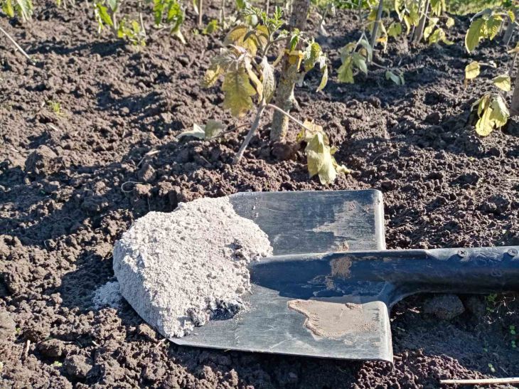 Что посадить рядом с картофелем, чтобы забыть про колорадского жука: лучшие варианты - простой способ избавиться от вредителя Что посадить рядом с картофелем, чтобы забыть про колорадского жука: лучшие варианты - простой способ избавиться от вредителя
